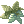 Albasilisca