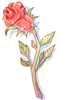 Rosa eterna