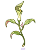 Hierba venenosa seratum